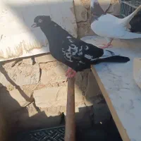 کفتر