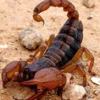 سمپاشی عقرب