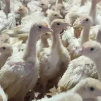 نیمچه|حیوانات مزرعه|فیروزه, |دیوار