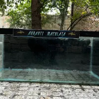 تعدادی اکواریوم دست دو