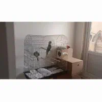 شاه طوطی سخنگو