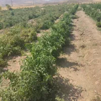 گندم شکسته