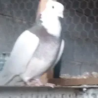 فروش کبوتر|پرنده|شیراز, درکی|دیوار