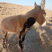 خر جوان ماده|حیوانات مزرعه|شیراز, گل سرخ|دیوار
