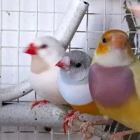 فنچ گلدین|پرنده|مشهد, پروین اعتصامی|دیوار