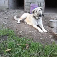 توله ماده ده ماهه عراقی .|سگ|نوشهر, |دیوار