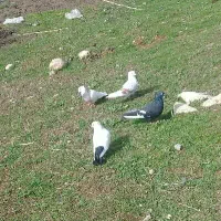 کبوتر|پرنده|چگنی, |دیوار