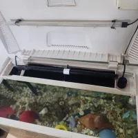 آکواریوم ماهیران|ماهی|اراک, |دیوار