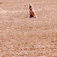 سگ.|حیوانات|سنقر, |دیوار