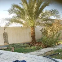 کار درخت خرما|خدمات باغبانی و درختکاری|سراوان, |دیوار