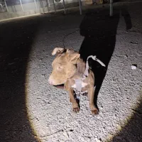 سگ پیتبول گم شده|حیوانات|ارومیه, |دیوار