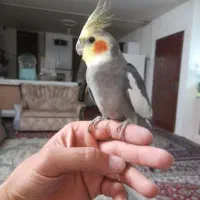 عروس هلندی گمشده