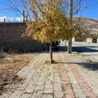 زمین مسکونی|فروش زمین و ملک کلنگی|سیلوانه, |دیوار