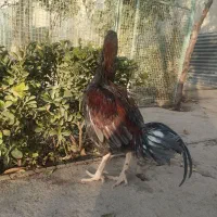 سلام خروس لاری