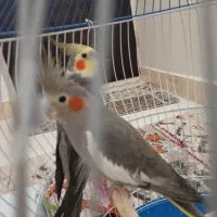 عروس هلندی بالغ