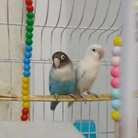 طوطی برزیلی