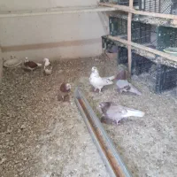 کفتر ۴۰ عدد|پرنده|تهران, میدان میوه و ترهبار مرکزی|دیوار