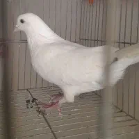 کبوتر|پرنده|سمیرم, |دیوار