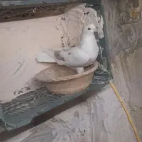 کبوتر پرشی|پرنده|قم, دروازه ری|دیوار