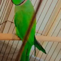 طوطی ملنگو نر رام سخنگو