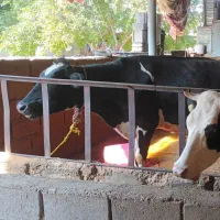 گاو سیاه سوپرهلشتاین