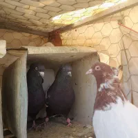 فروش کبوتر کله سرخ وسینه سیاه وپلاکی|پرنده|سمیرم, |دیوار