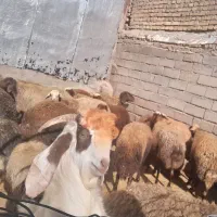 بزقاله نر|حیوانات مزرعه|فیروزآباد (لرستان), |دیوار