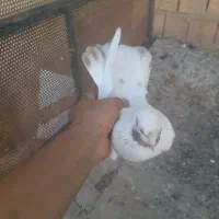 کفترماهرو|پرنده|قدس, شهرک صنعتی زاگرس|دیوار