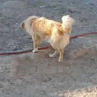 سگ پشمالو پاکوتاه گیرندع