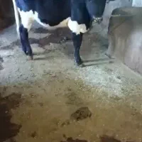 2عدد گوساله نر