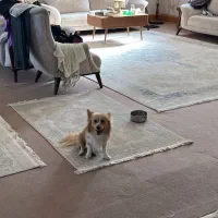 گمشده|حیوانات|قزوین, |دیوار