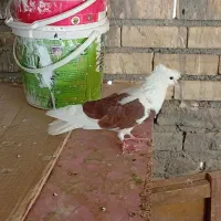 کبوتر  نرپشت تهرونی|پرنده|مشهد, ایثار|دیوار