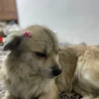 گمشده|حیوانات|سیرجان, |دیوار