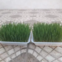 سبزه تول تکن|گل و گیاه طبیعی|کوهدشت, |دیوار