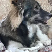 سگ اشپیتز گم شده،محل فشتام،شهر صنعتی رشت و سراوان|حیوانات|سنگر, |دیوار