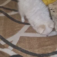 توله پامر نرمالو با نمک