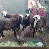 4تا بره نر افشاری نژاد دار فروشی کیلو 800