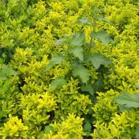 شمشاد طلایی ویاس هلندی