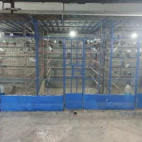 کبوتر پرشی