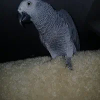 طوطی|پرنده|سراوان, |دیوار