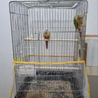 یه جفت گرینچیک آناناسی رد با جوجه