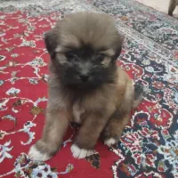 واگذاری پت (سگ)