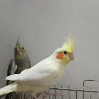 عروس هلندی خونگی یک ساله|پرنده|کوچصفهان, |دیوار