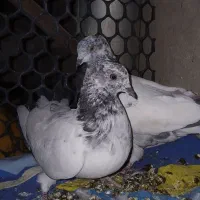 کبوتر کله دنبی