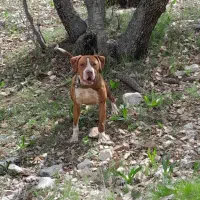 سگ پیتبول ماده 4 ساله با یکبار سابقه زایمان