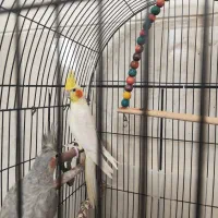 عروس هلندی نر بسیار مست و زیبا ویک جوجه دان خور