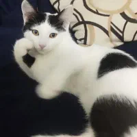 واگذاری گربه