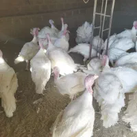 فروش بوقلمون محلی زنده