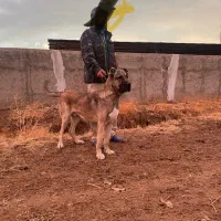 سگ سرابی|سگ|هشتگرد, هشتگرد قدیم|دیوار