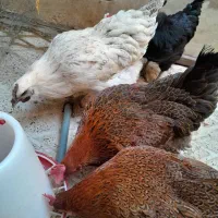 مرغ و خروس سمانی مرغ ویاندونت|حیوانات مزرعه|کرج, ساسانی (قلمستان)|دیوار